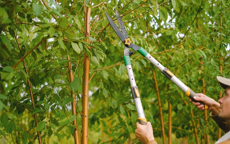 Tree trimming in Earlham, IA